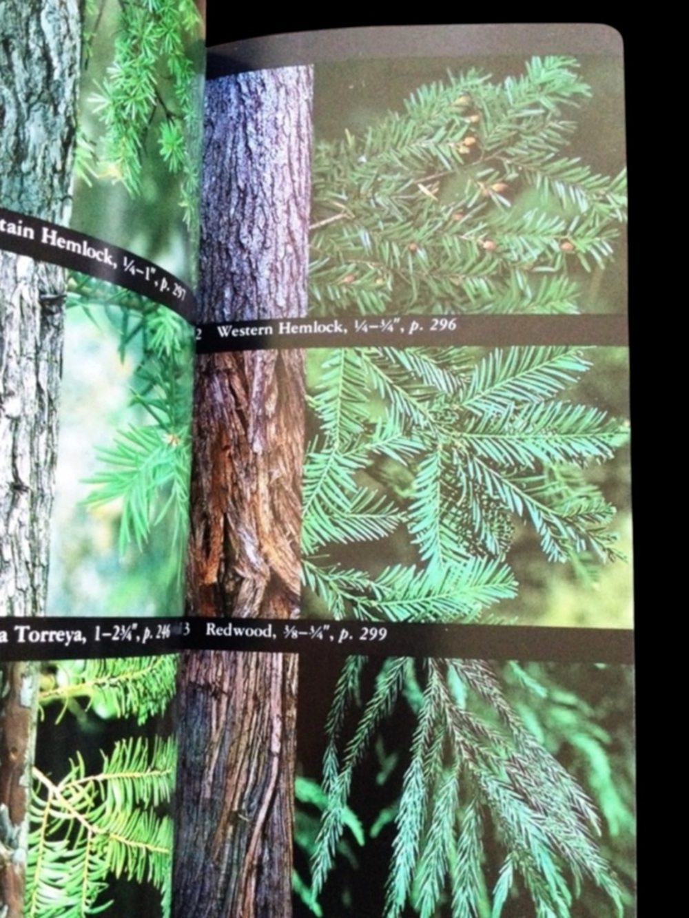 Vtg National Audubon Society Field Guide to North American Trees W Region 1980 - Picture 6 of 10